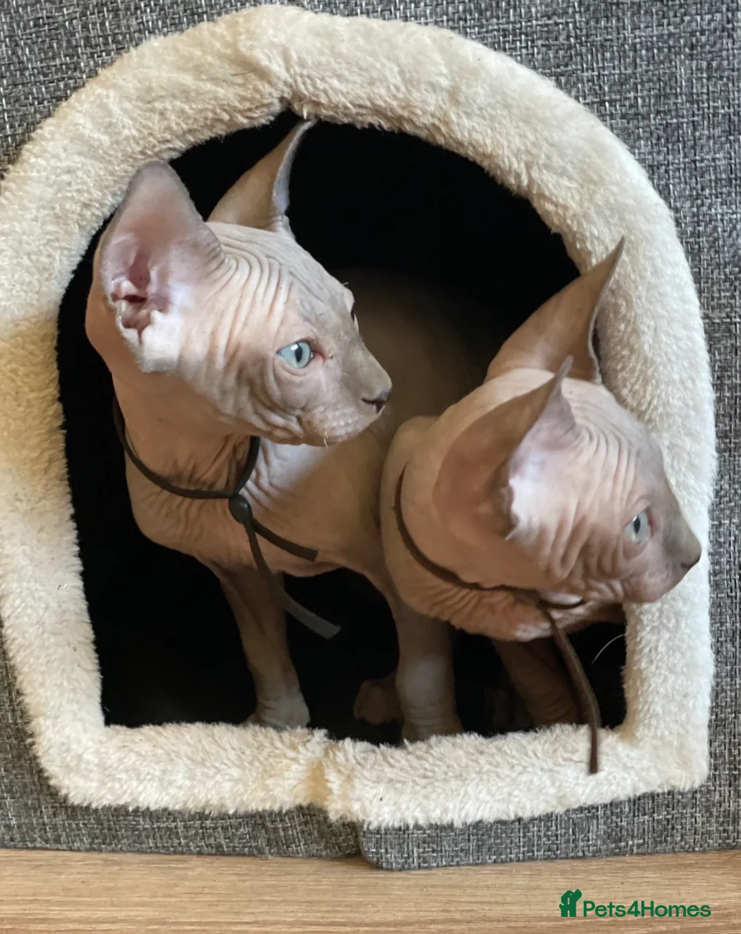 Sphynx cats for sale: Amazing Sphynx & Elf Kittens  - Advert 11