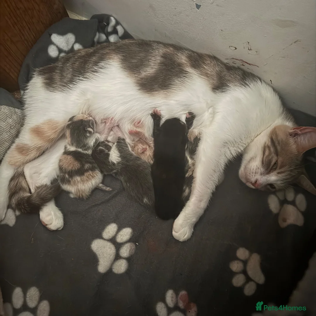 Mixed Breed cats for sale: 5 kittens ready for new homes.  - Advert 7