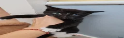 Mixed Breed cats for sale: Lovely crazy kittens - Advert 10