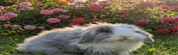Angora rabbits for sale: Teddywidder bunnies - Advert 18