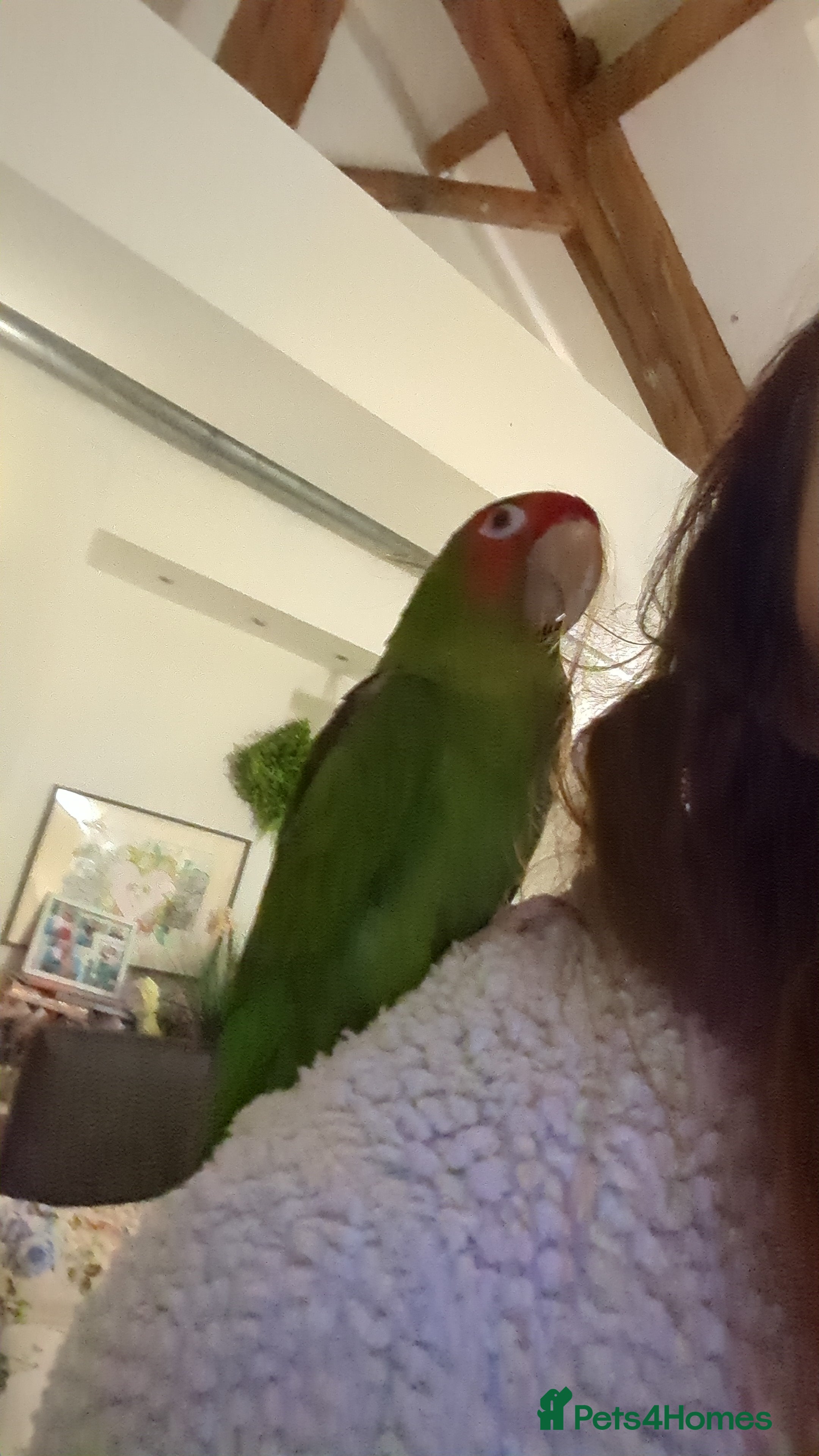 Conures birds Mitred conure mitred parakeet silly tamed  - Advert 9