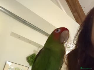 Conures birds Mitred conure mitred parakeet silly tamed - Advert 8