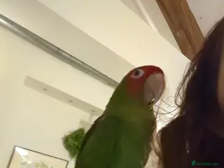 Conures birds Mitred conure mitred parakeet silly tamed boy - Advert 10