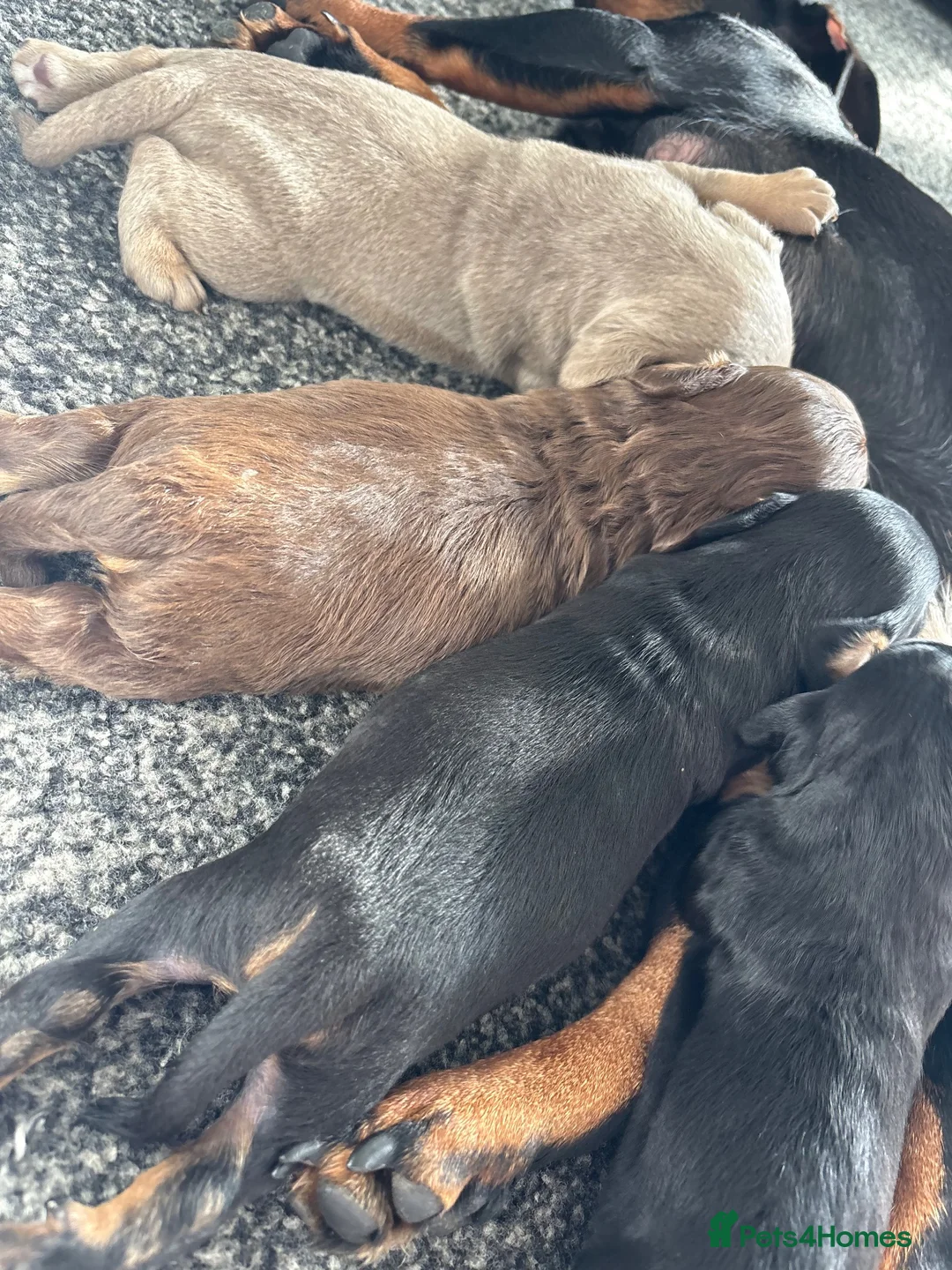 Mixed Breed dogs for sale: French bulldog cross dachsaund - Advert 2