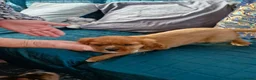 Cavalier King Charles Spaniel dogs for sale: KC reg health tested Cavalier King Charles puppies - Advert 20