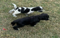 Cocker Spaniel dogs for sale: Cocker Spaniel Puppies  - Image 12