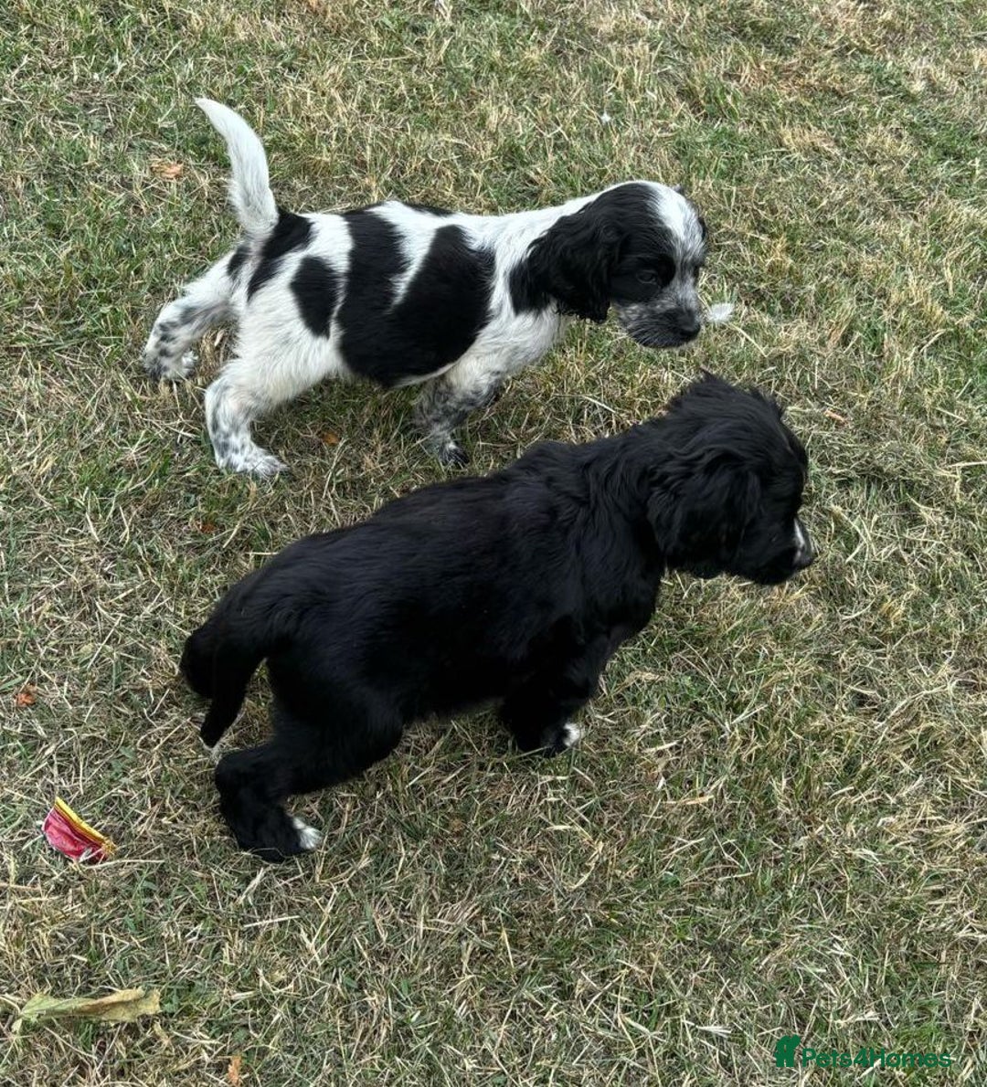 Cocker Spaniel dogs for sale: Cocker Spaniel Puppies  - Image 12