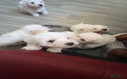 Bichon Frise dogs for sale: Bichon frise - Image 5