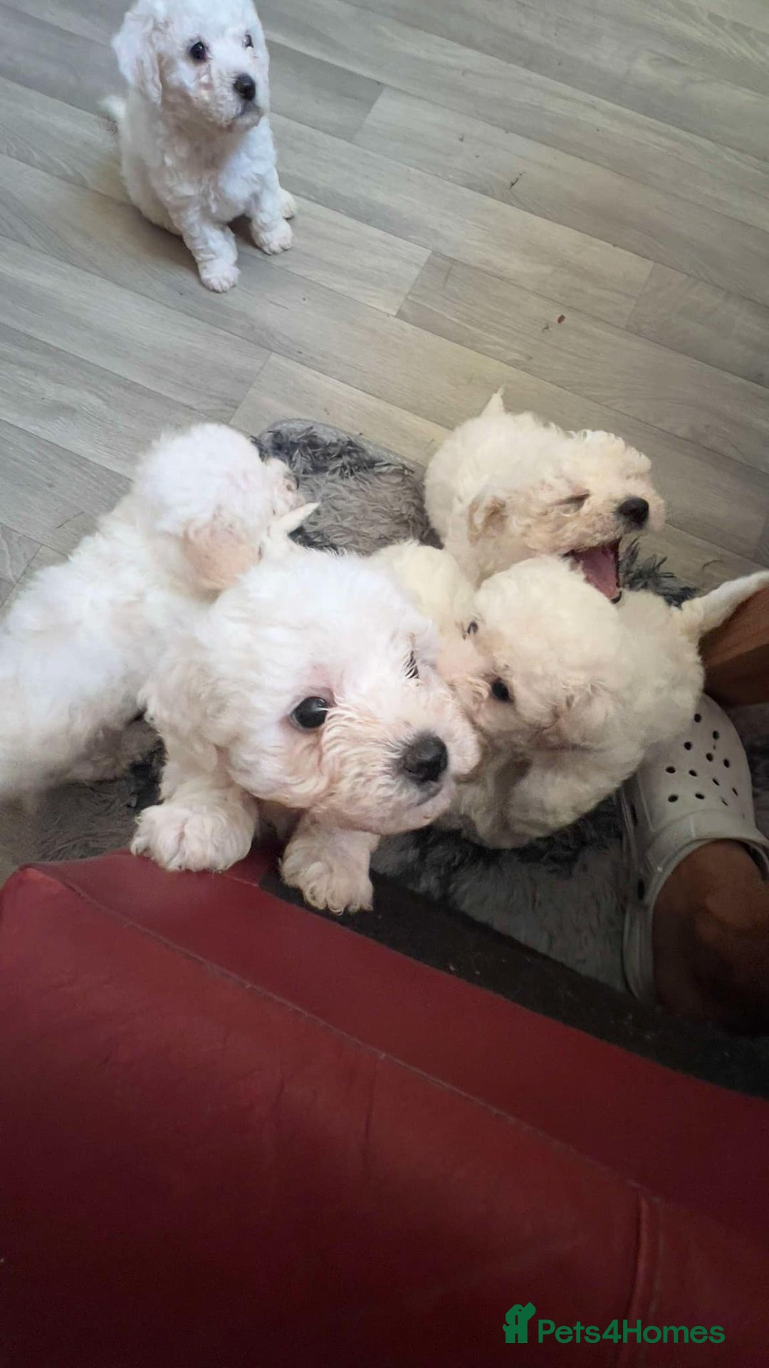 Bichon Frise dogs for sale: Bichon frise - Image 5