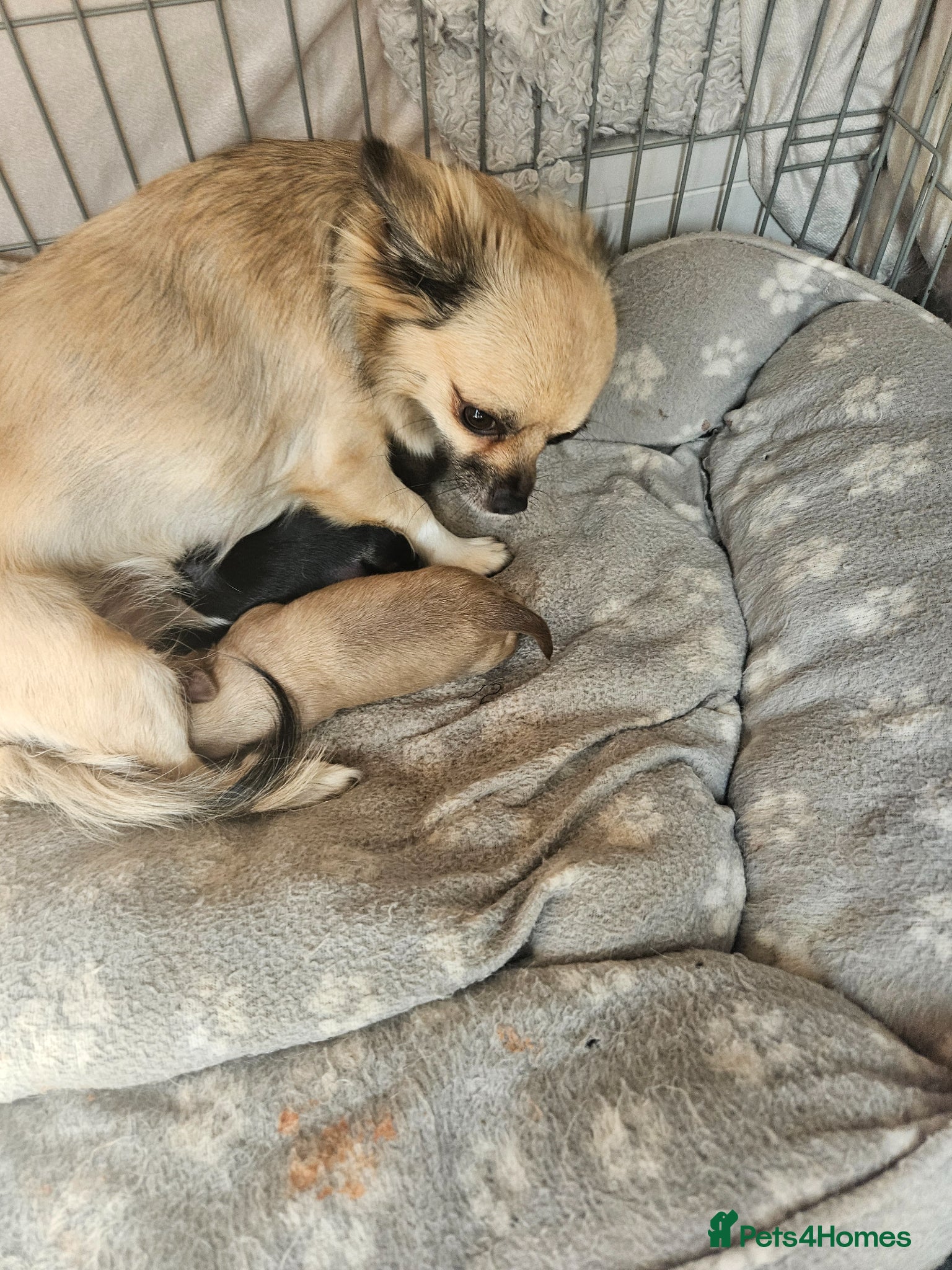 Chihuahua dogs 4 x beautiful Chihuahua puppies for sale  - Advert 2