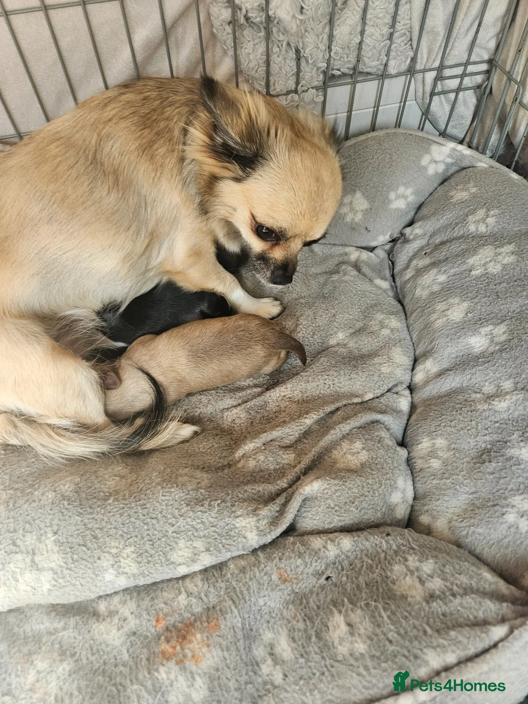 Chihuahua dogs for sale: 4 x beautiful Chihuahua puppies for sale  - Advert 2