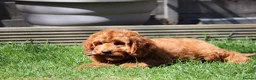 Cavapoo dogs for sale: ⭐️Deep Red Cavapoo Puppies🐾🐶 READY NOW - Advert 5