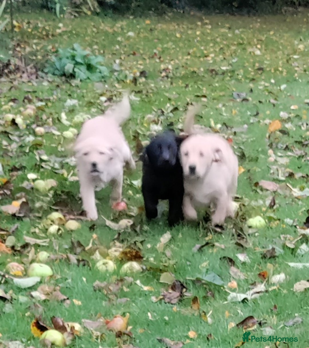 Labrador Retriever dogs for sale: Labrador pups for sale  - Image 10