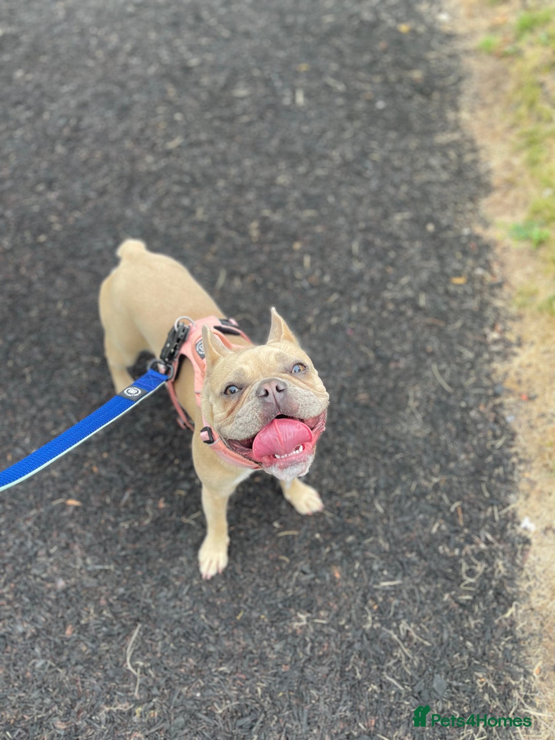 French Bulldog dogs for sale: Female Lilac Fawn  - Advert 5