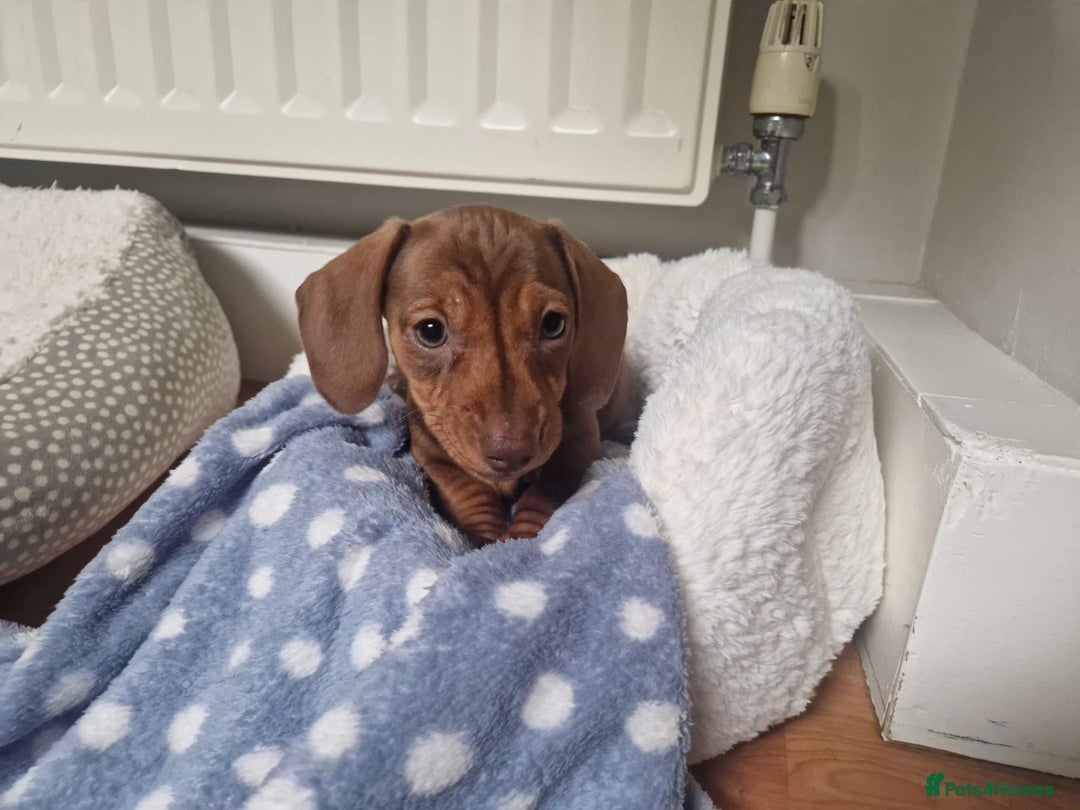 Dachshund dogs for stud: FOR STUD PROVEN kc reg Choc & tan mini dachshund in Sunderland - Advert 21