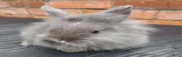 Mixed Breed rabbits for sale: Baby Bunnies - Advert 4