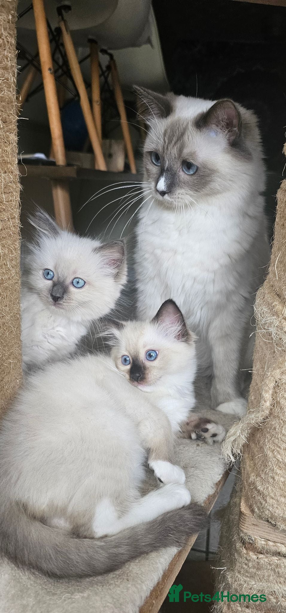 Ragdoll cats 2 beautiful Ragdoll girls 🩷🩷 - Advert 2