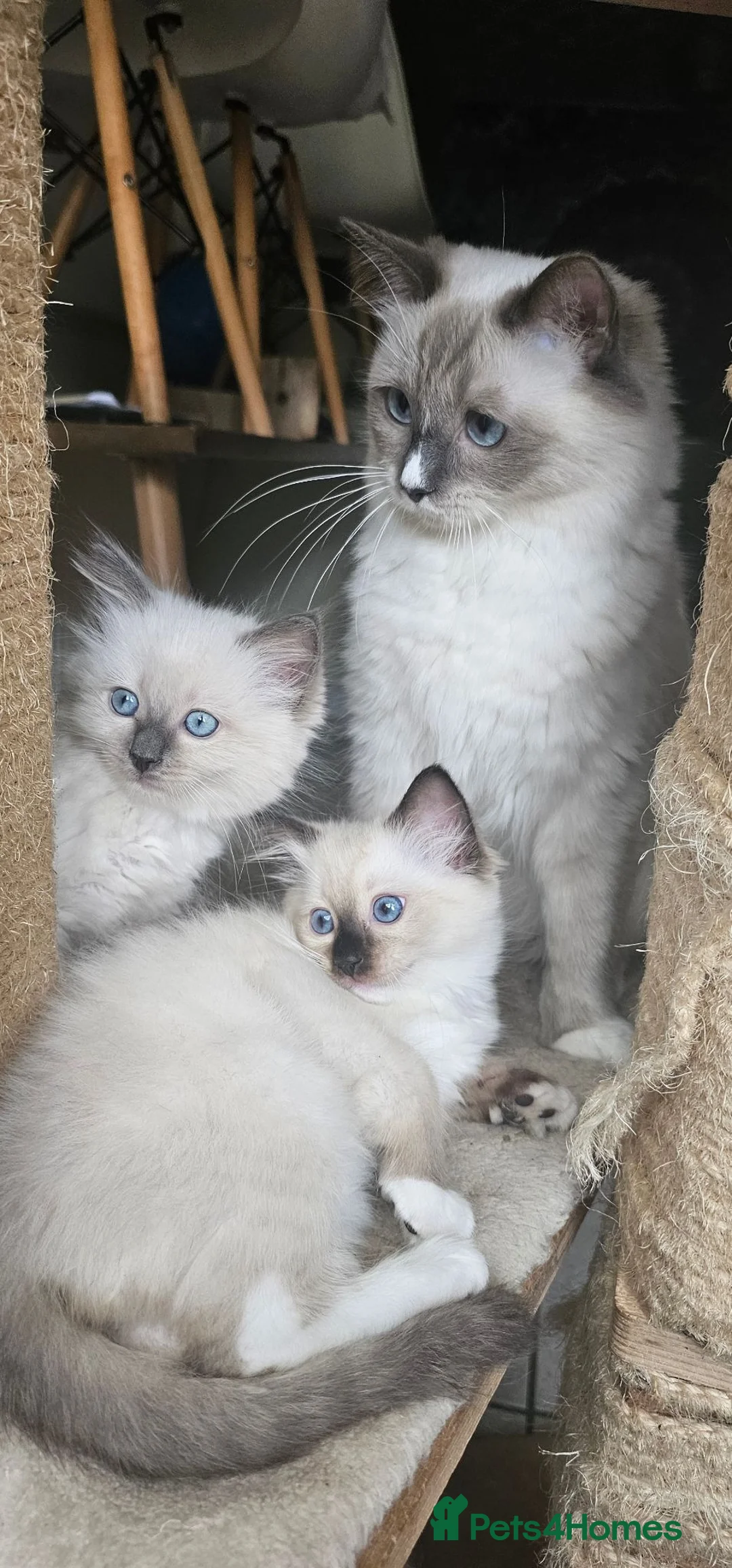 Ragdoll cats for sale: 2 beautiful Ragdoll girls 🩷🩷 - Advert 2
