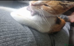 Mixed Breed cats for sale: Female cat - Image 1