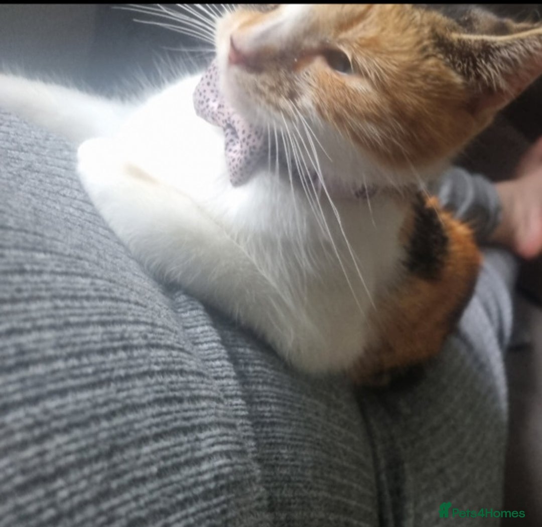 Mixed Breed cats for sale: Female cat - Image 1