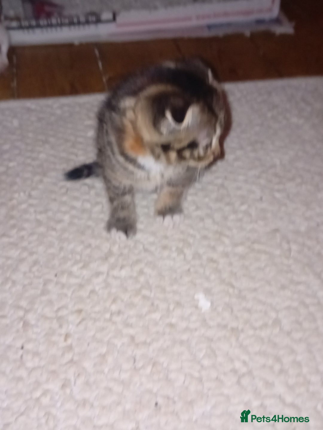 Scottish Fold cats for sale: Scottish Fold Tabby Kittens - Advert 2