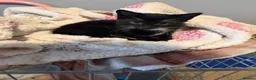 Mixed Breed cats for sale: Kittens - Advert 2