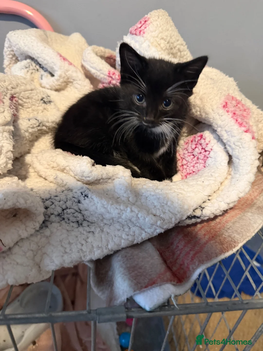 Mixed Breed cats for sale: Kittens - Advert 2