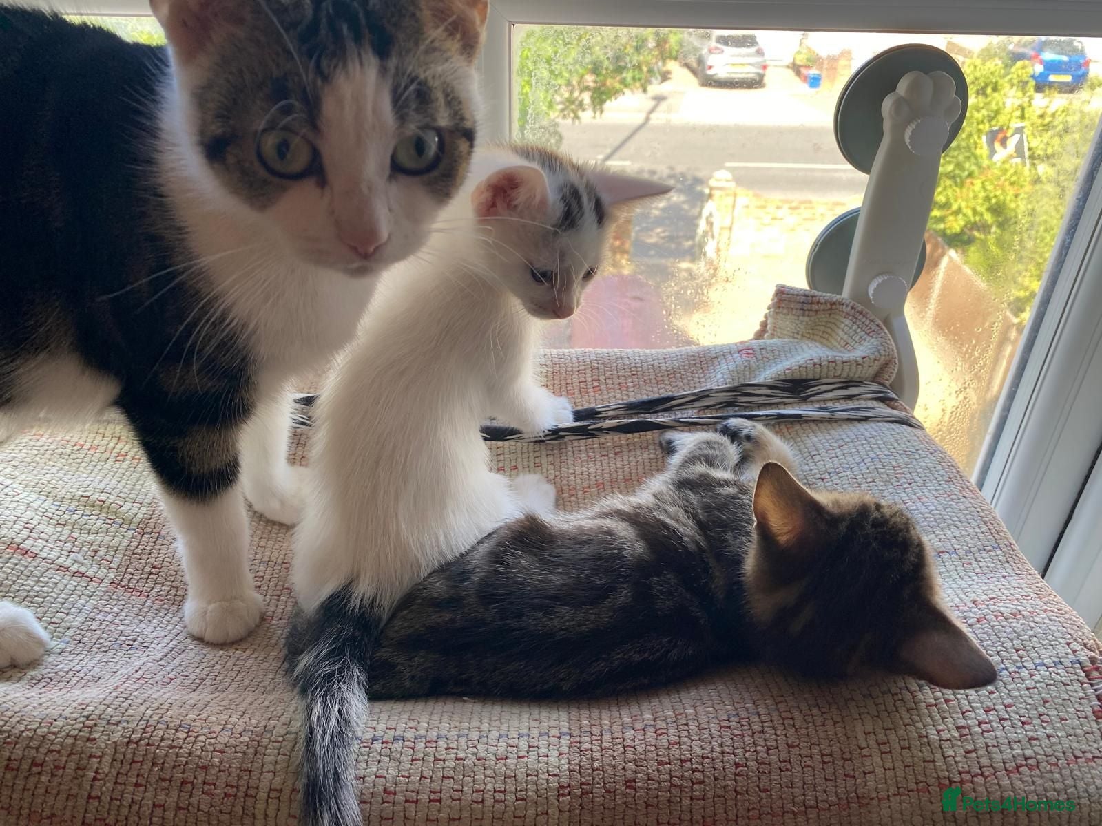 Mixed Breed cats 2 lovely kittens looking for their forever homes - Advert 2