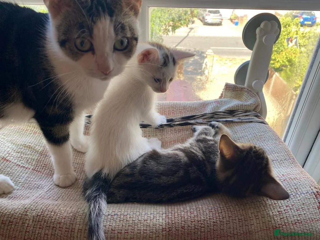 Mixed Breed cats for sale: 2 lovely kittens looking for their forever homes - Advert 2