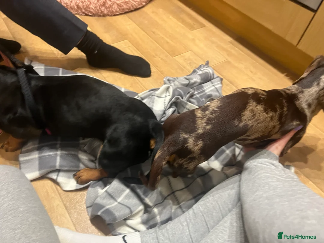 Miniature Dachshund dogs for stud: Miniature Dachshund Stud Kc registered & Pra clear in Stowmarket - Advert 14