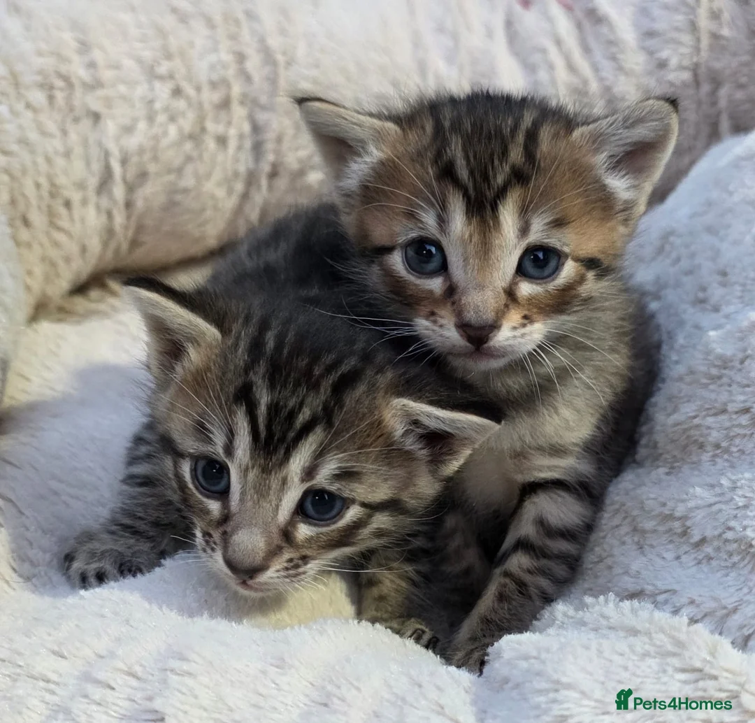 Mixed Breed cats for sale: Stunning Siamese x Bengal Kittens Ready Now - Advert 4