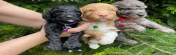 Cockapoo dogs for sale: 1 Gorgeous Cockapoo Girl Left - Advert 7
