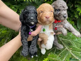 Cockapoo dogs Cockapoo - Advert 17