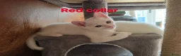 Mixed Breed cats for sale: 5 kittens ready for new homes in Southampton - Advert 17