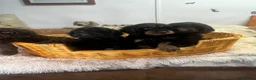 Cockapoo dogs for sale: Beautiful Litter Of Happiness  - Advert 7
