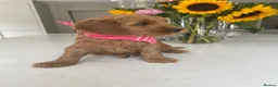 Australian Labradoodle dogs for sale: Australian labradoodles - Advert 3
