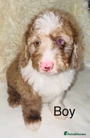 Cockapoo dogs REDUCED DNA TESTED, Last Merle Boy, READY NOW - Advert 12