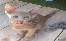 Siamese cats for sale: Siamese/oriental  - Image 6