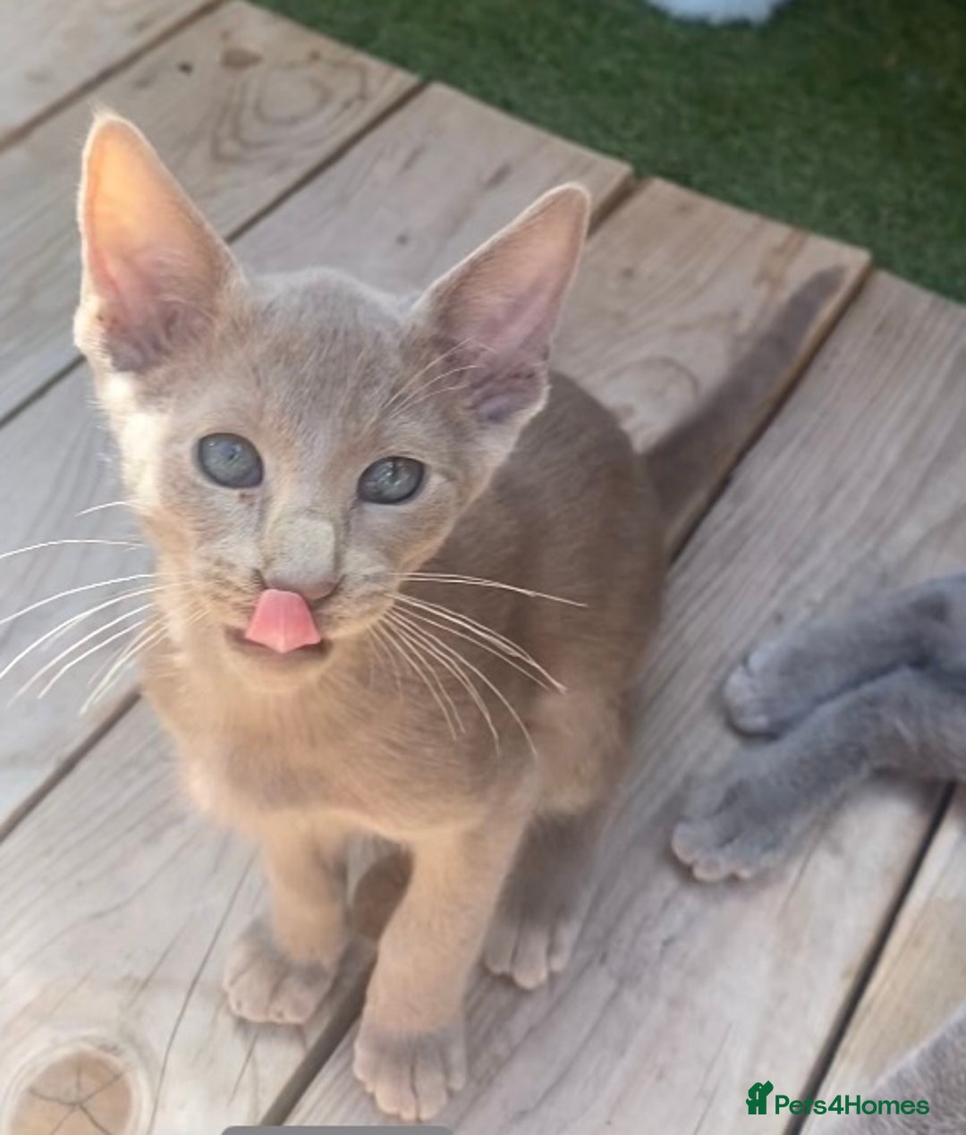 Siamese cats for sale: Siamese/oriental  - Image 6