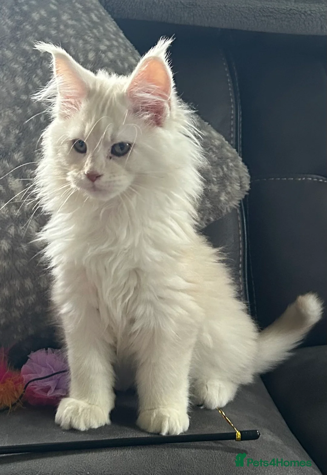Maine Coon cats for sale: Tica registered male kittens  - Advert 3