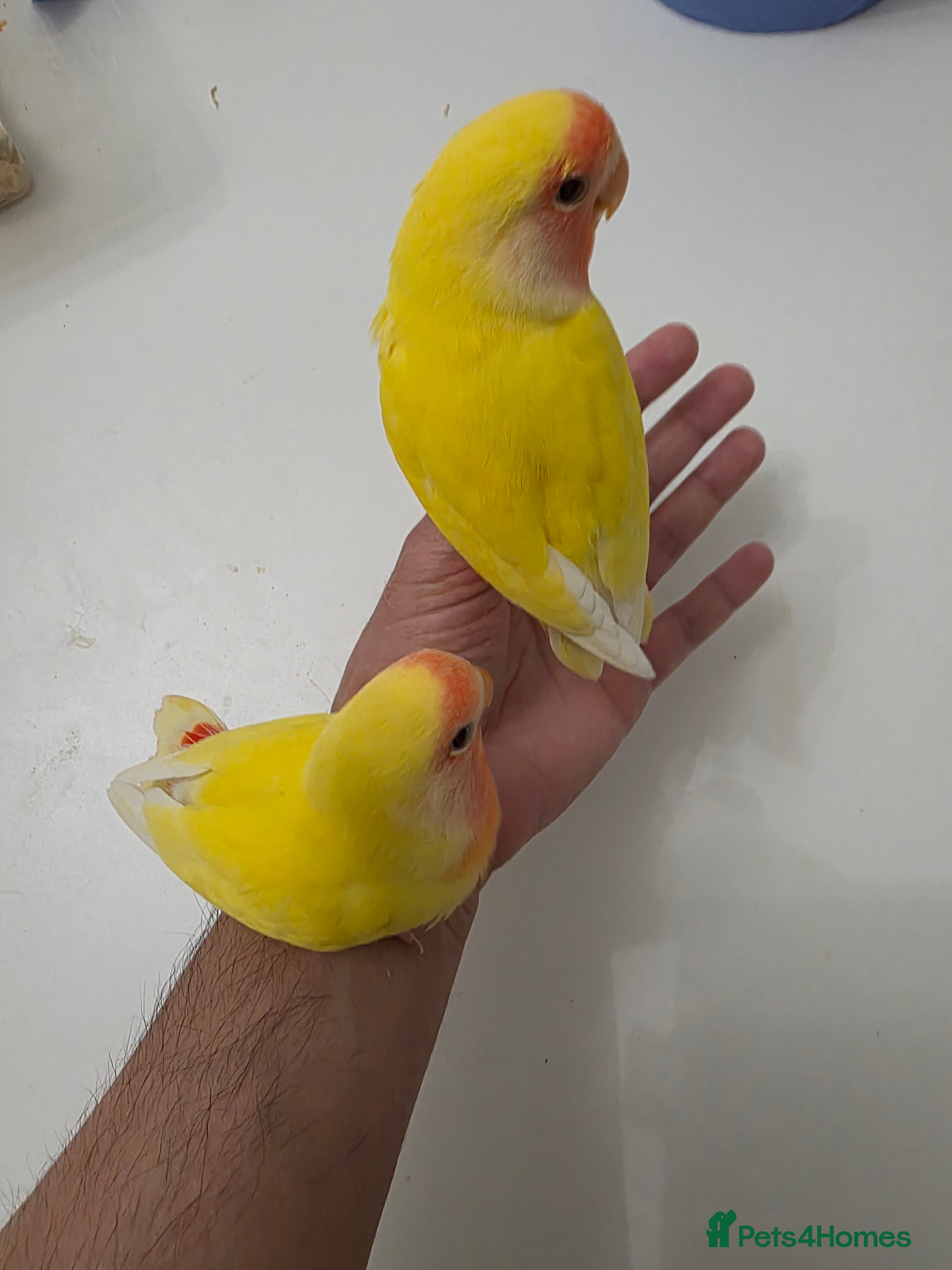 Lovebirds birds Super Tame, Hand-reared Baby Lovebirds - Advert 1