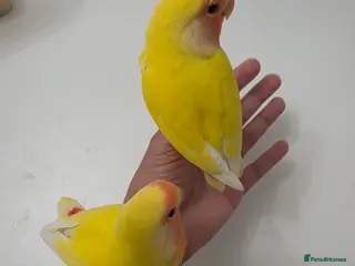 Lovebirds birds Super Tame, Hand-reared Baby Lovebirds - Advert 5