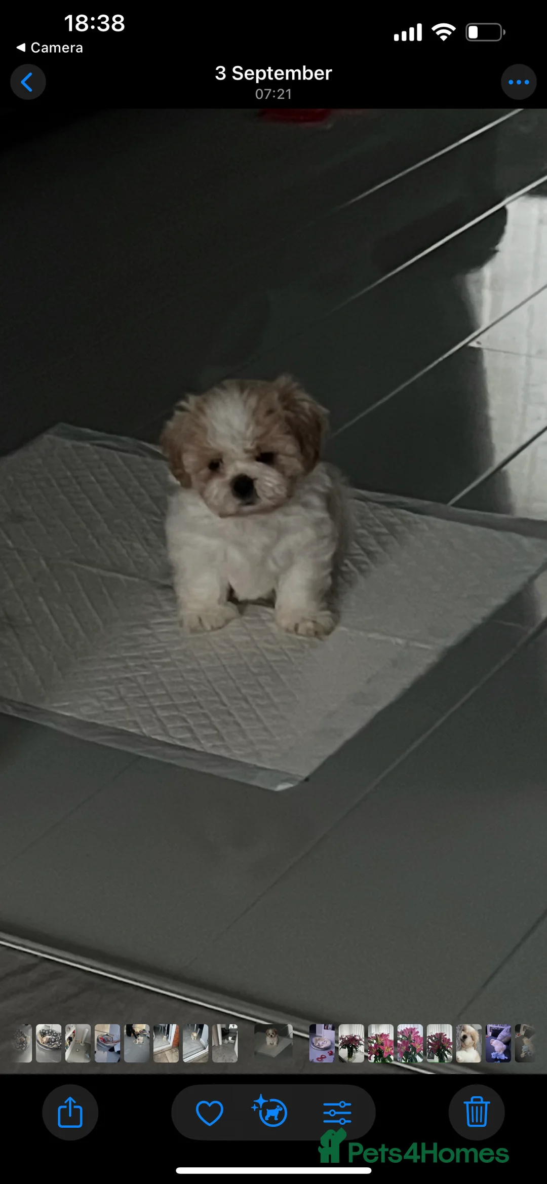 Malshi dogs for sale: Beautiful Malshi needs new home - Advert 10