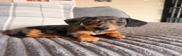 Dachshund dogs for sale: Sausage puppies  - Advert 5
