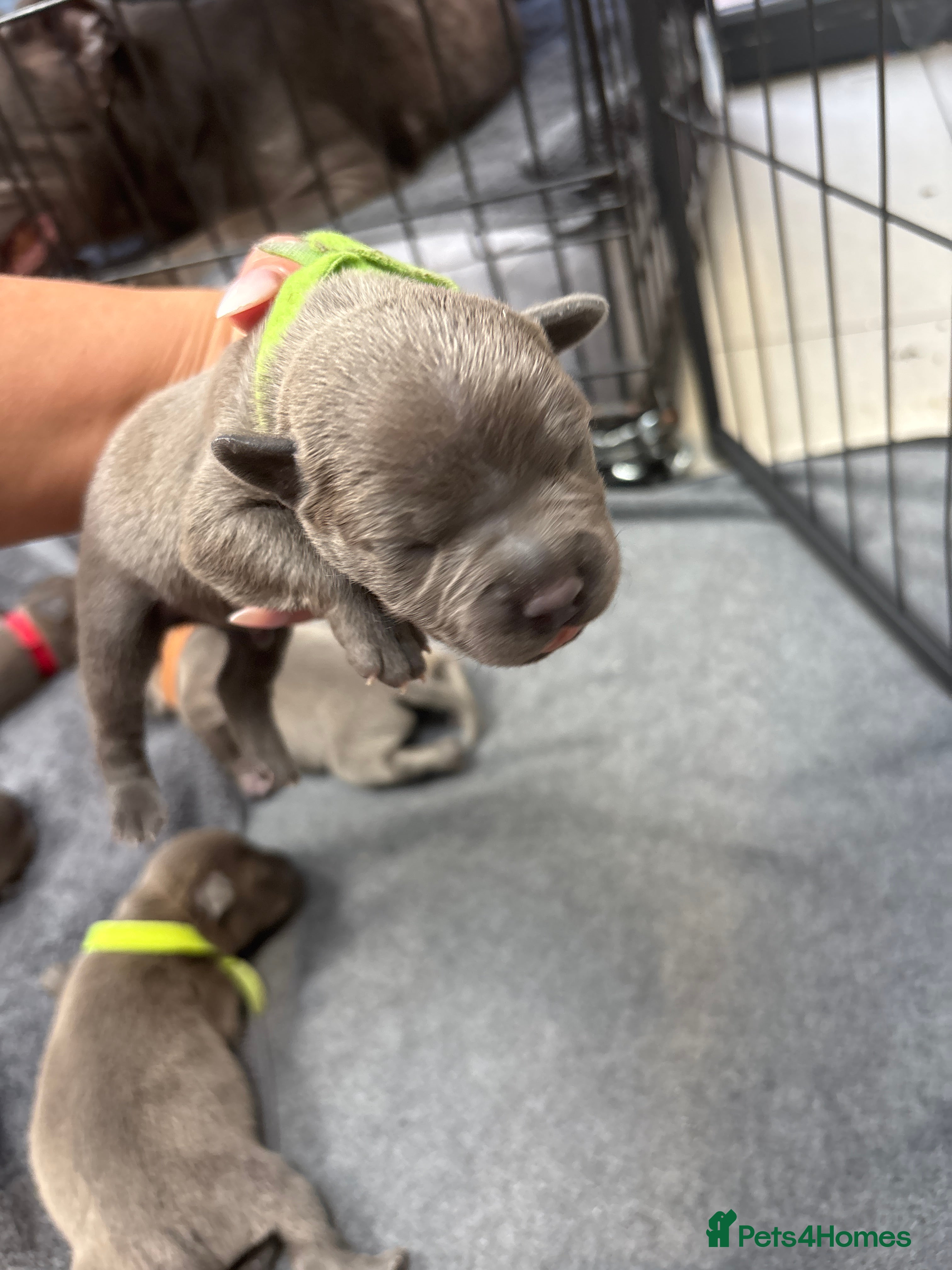 Staffordshire Bull Terrier dogs Pure Blue Staffordshire Bull Terrier Puppies  - Advert 2