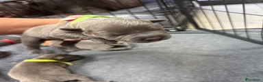 Staffordshire Bull Terrier Puppy 5