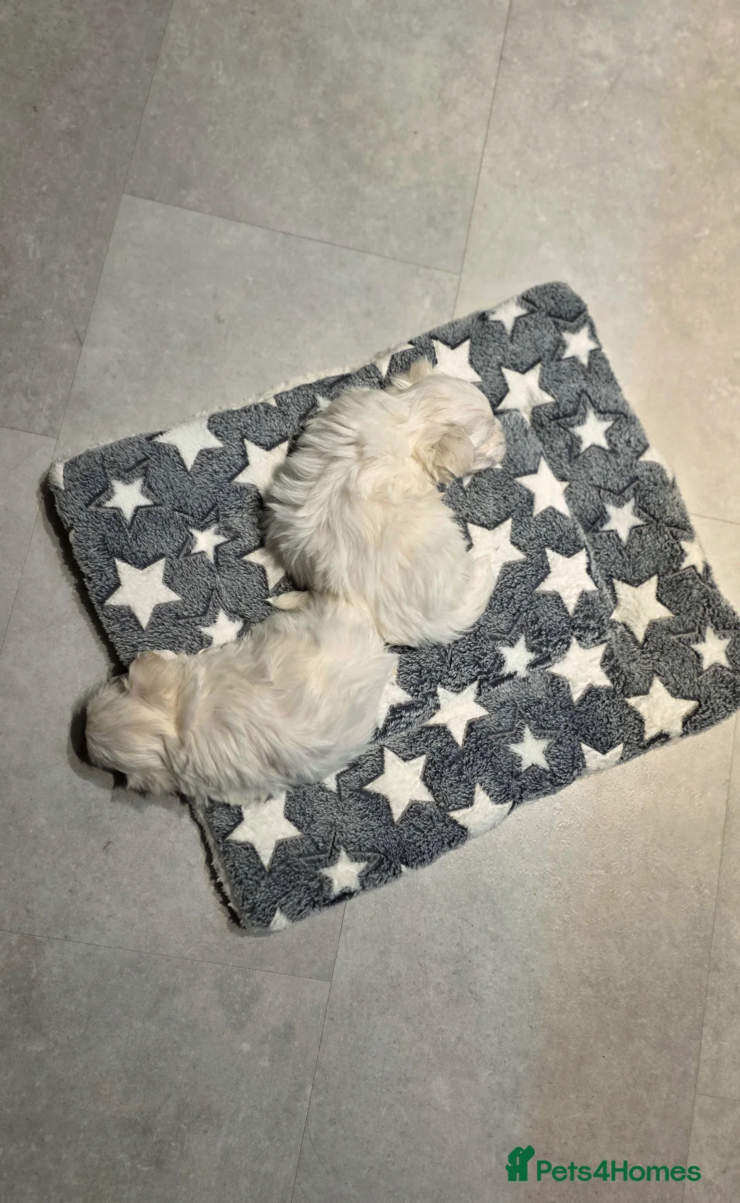 Maltese dogs for sale: KC registered Maltese Puppies - Advert 2