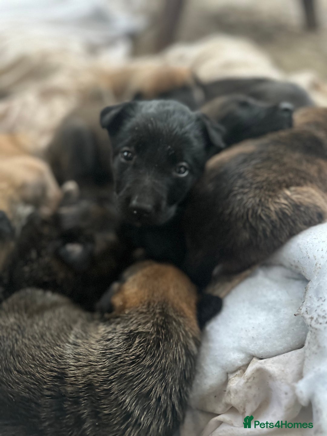 Mixed Breed dogs for sale: Dutch Herder Puppies  - Advert 35