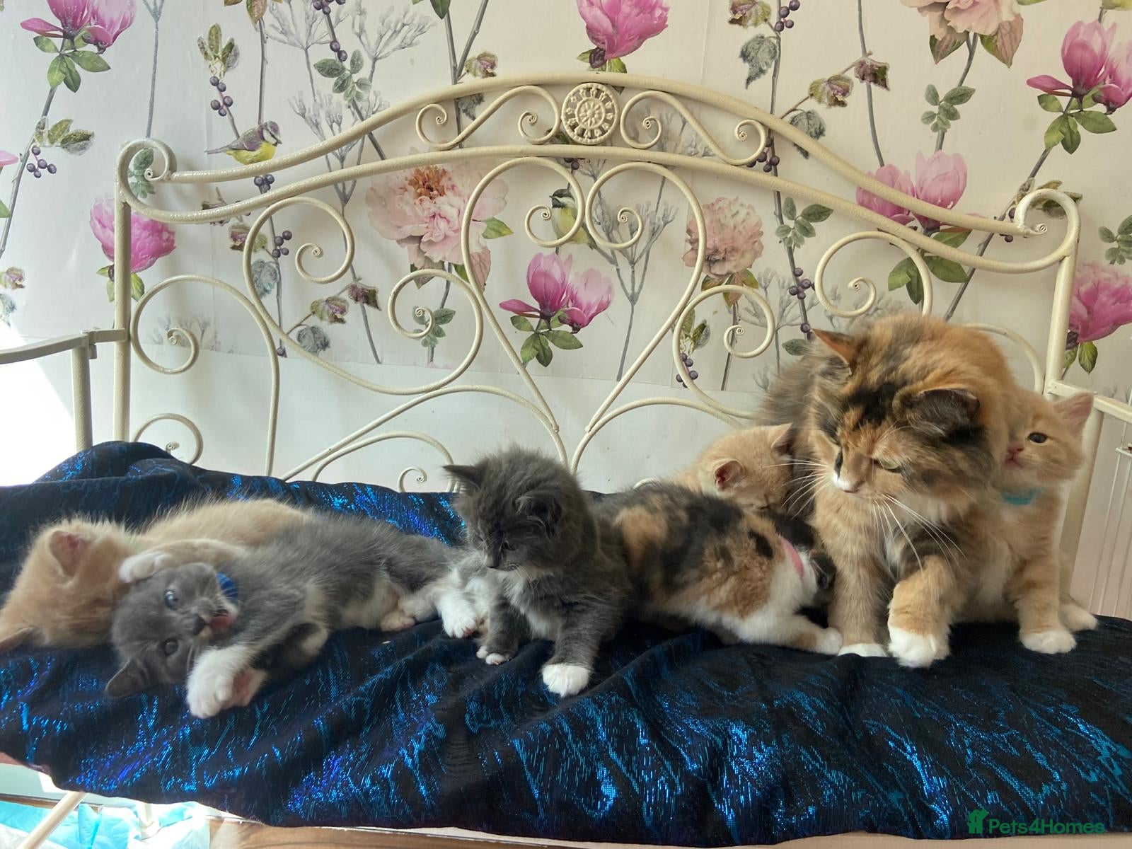 Norwegian Forest Cat cats 6 Norwegian Forest kittens - Advert 12