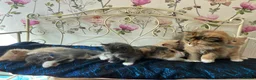 Norwegian Forest Cat cats for sale: 6 Norwegian Forest kittens in Cardiff - Advert 1